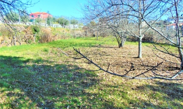 Plot Land for Sale in Serra do Pinheiro, Sertã, Castelo Branco