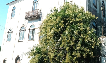 Farm T5 for Sale in Cernache do Bonjardim, Castelo Branco