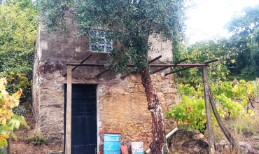 Farm for Sale in Ramo, Casal Madalena, Cernache Bonjardim, Castelo Branco